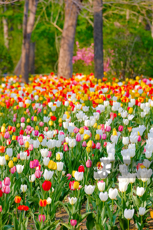 沈阳世博园百合塔下的郁金香花海图片素材