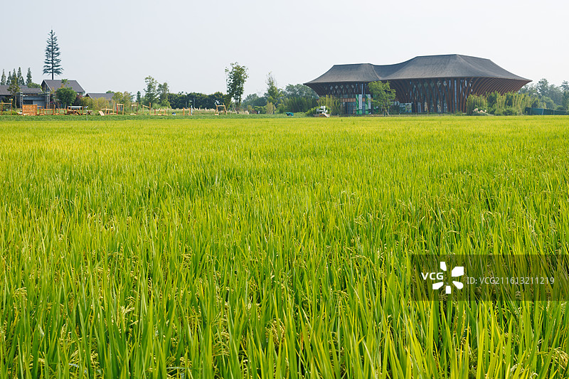 四川成都中国天府农业博览园水稻田图片素材