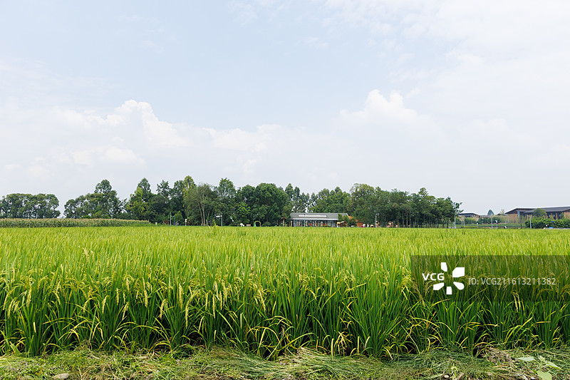 四川成都中国天府农业博览园水稻田图片素材