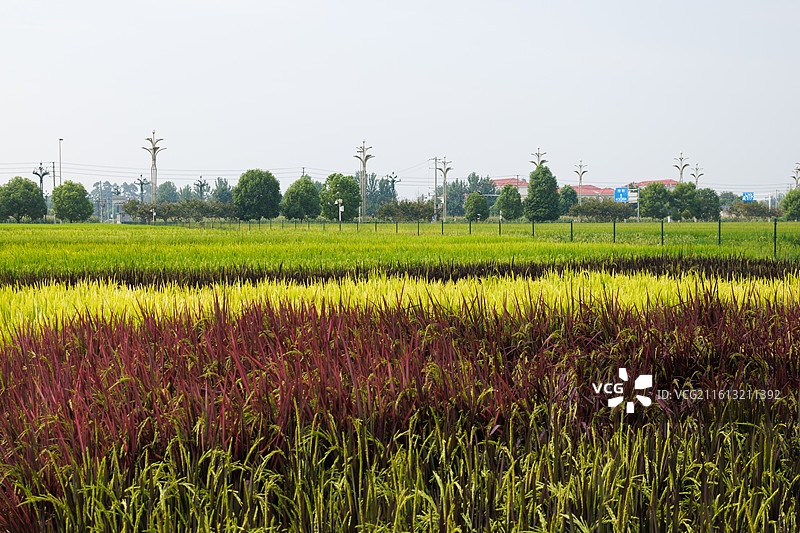 四川成都中国天府农业博览园彩色水稻田图片素材