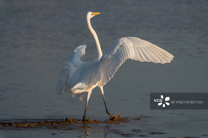一只白鹭鸟在水中活动觅食图片素材