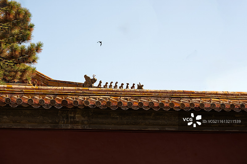 故宫红墙和松柏图片素材