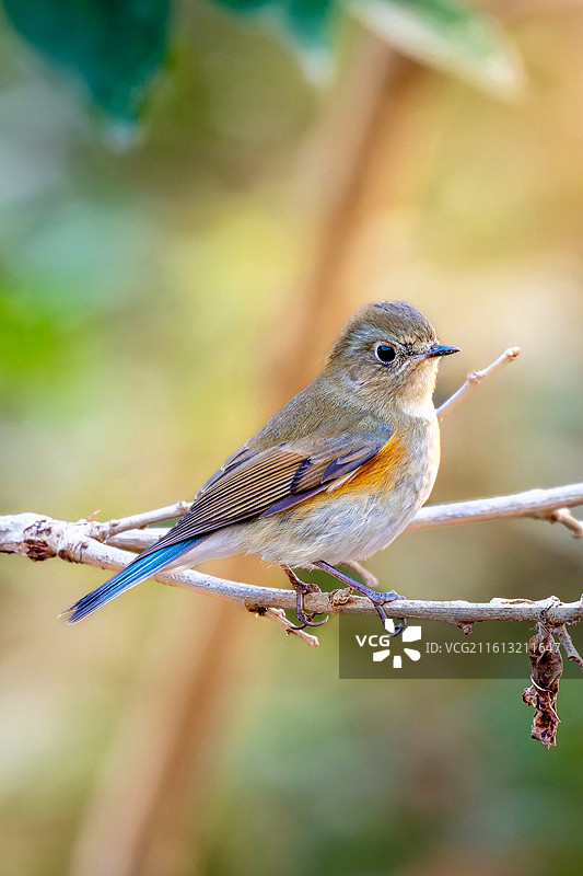 红胁蓝尾鸲雌鸟图片素材