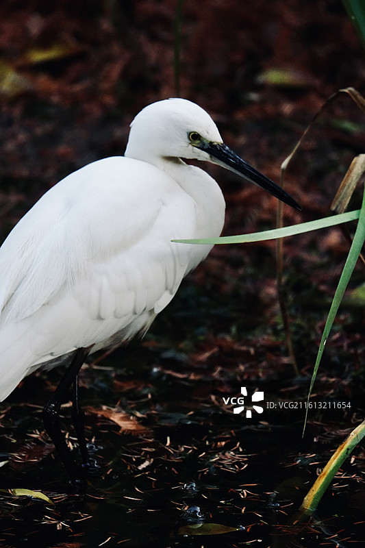 白鹭 Little Egret 学名 Egretta garzetta 鹈形目 鹭科 白鹭属 鸟类图片素材