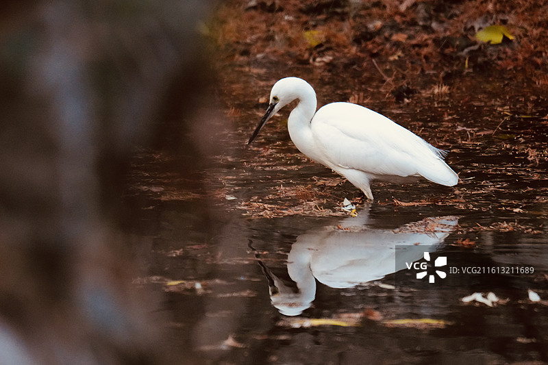 白鹭 Little Egret 学名 Egretta garzetta 鹈形目 鹭科 白鹭属 鸟类图片素材