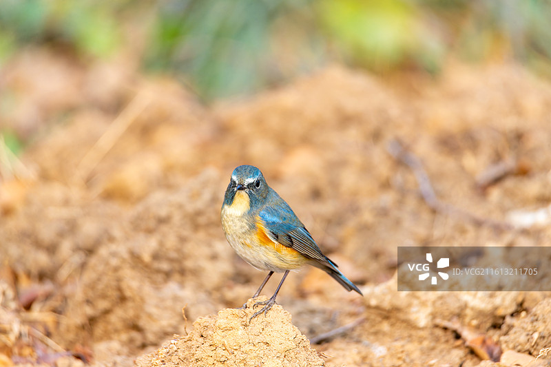 红胁蓝尾鸲图片素材