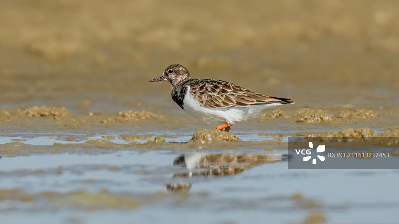 翻石鹬图片素材