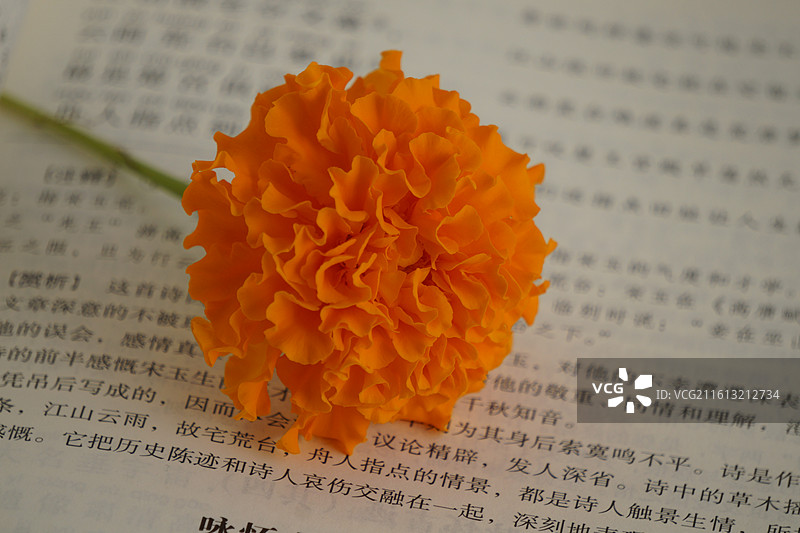 书与菊花图片素材