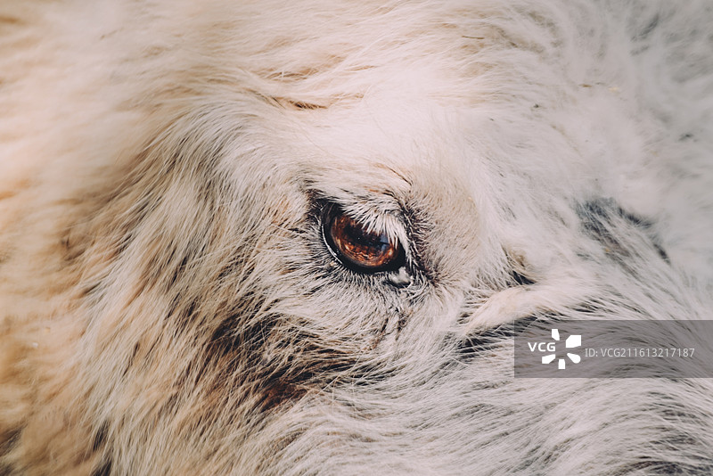 绒影里的琥珀——骆驼正面特写图图片素材