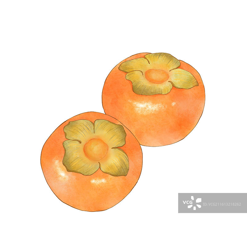 柿子水彩插画图片素材