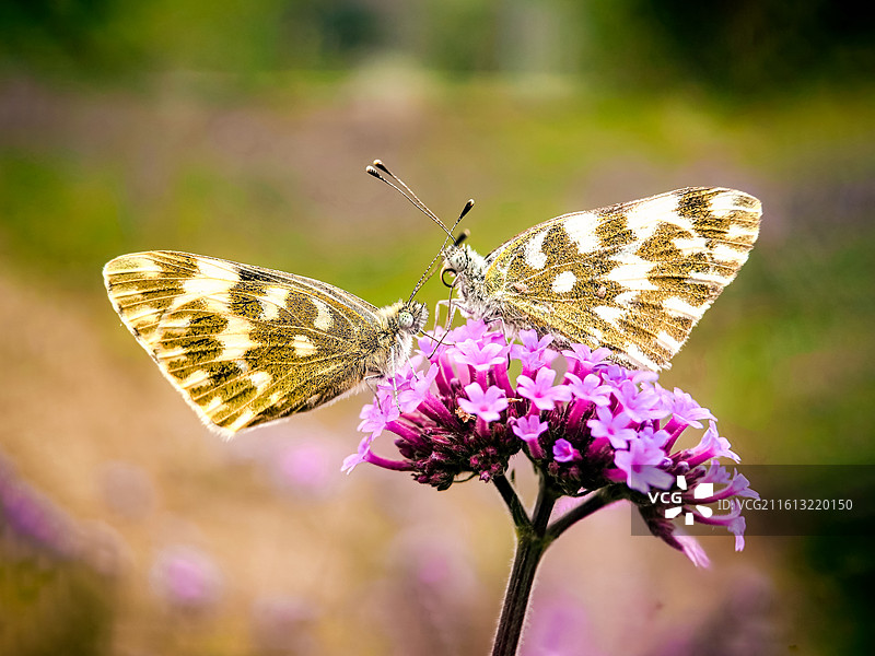 蝶语花间         紫穗凝香，双蝶私语，翅影交错间，是自然写就的温柔诗行。图片素材