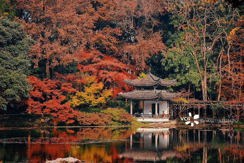 秋天红叶 枫叶 美景 素材 江南 秋景 植物园 文化 历史图片素材
