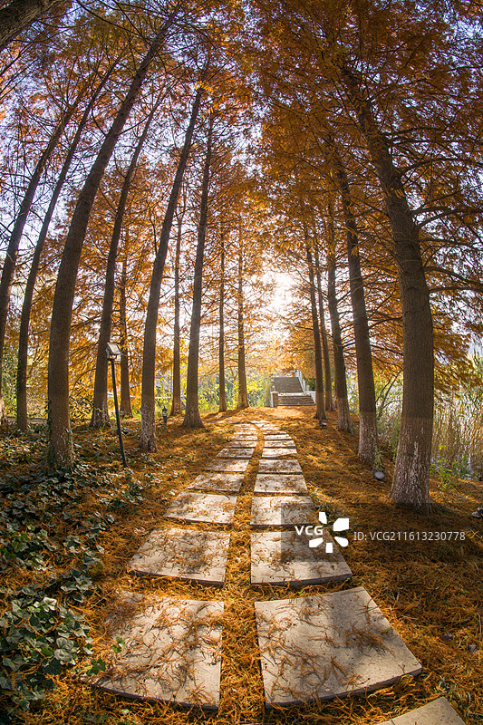 盐城市串场河河滨公园的水杉林图片素材