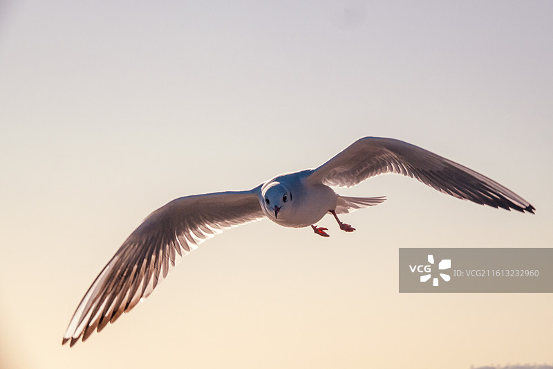 西伯利亚的海鸥来到了天津东疆港图片素材