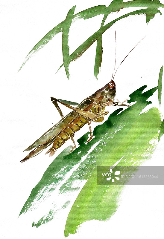 绿叶上的蝗虫图片素材