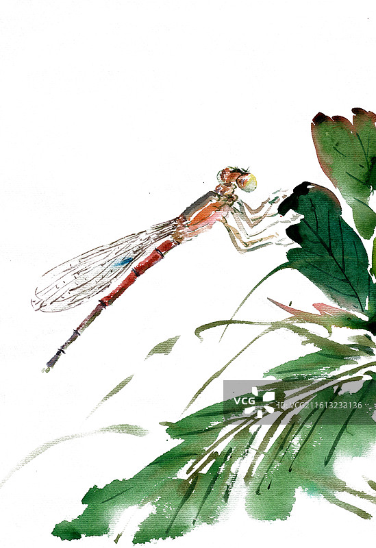 栖息的豆娘图片素材