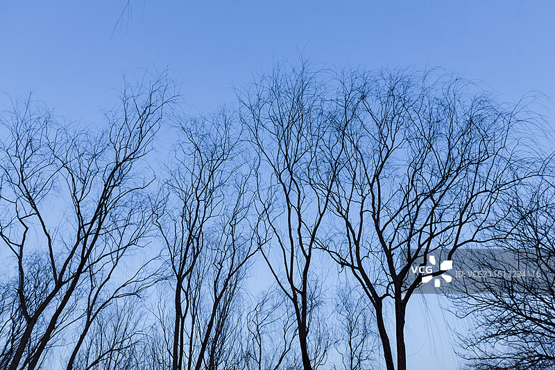 冬天的树冠 无叶树冠 抽象图案图片素材