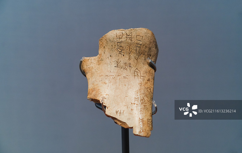 商妇好贞卜甲骨  甲骨文 青岛市博物馆九大镇馆之宝之一图片素材