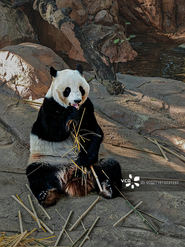 熊猫进餐图片素材