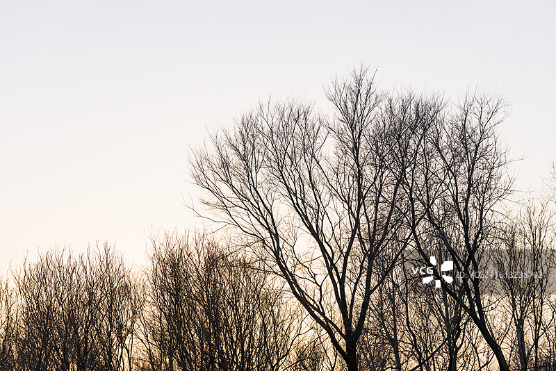 冬天的树冠 无叶树冠 抽象图案图片素材