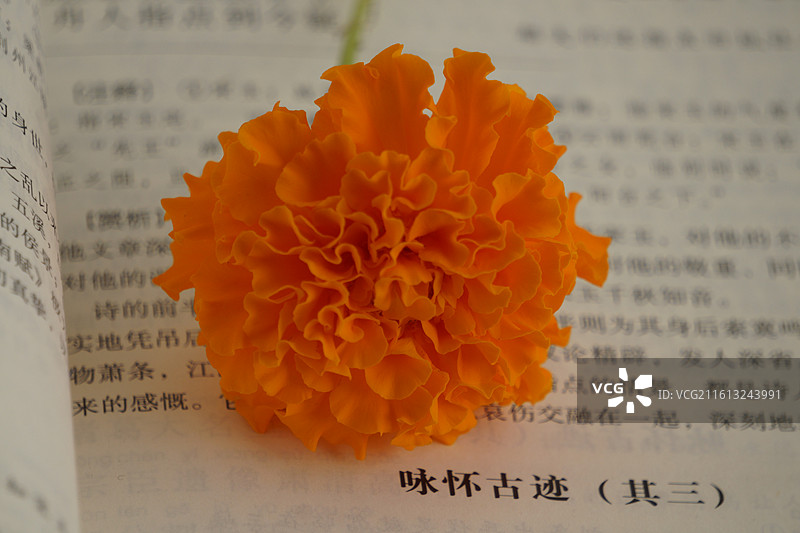 书与菊花图片素材