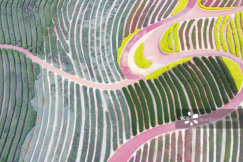 航拍云南玉溪抚仙湖广龙抚海湾湿地公园春天锦绣大地美景图片素材