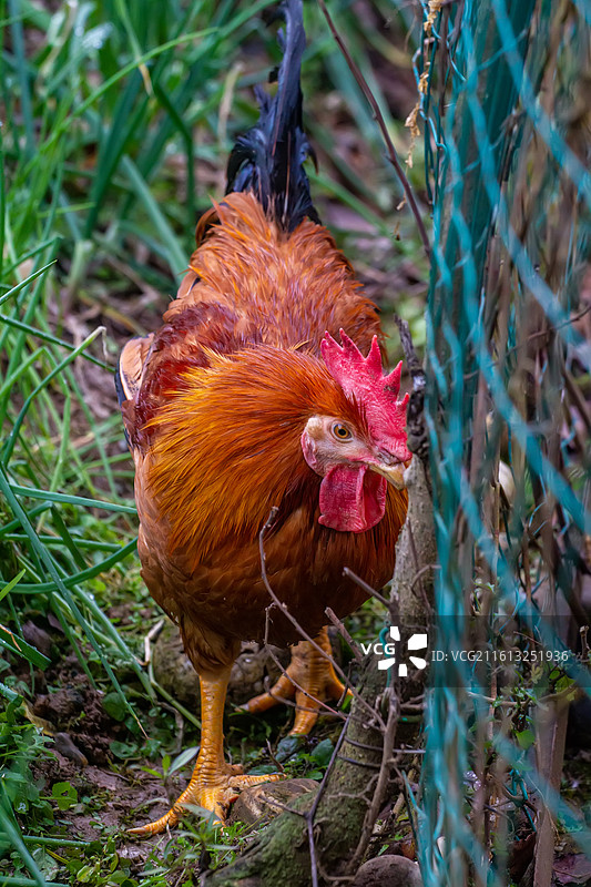 四川省绵阳市户外饲养公鸡，母鸡图片素材