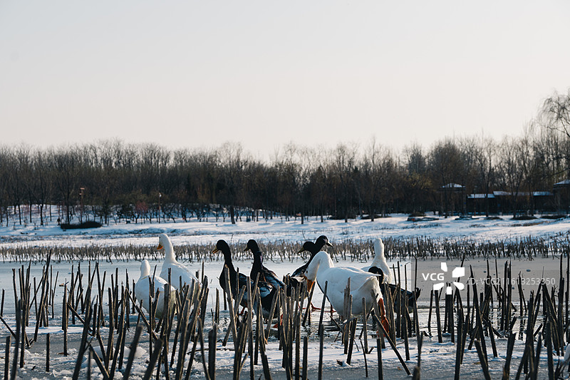 北京市南海子公园冬天鸿雁在湖中玩耍情景图片素材