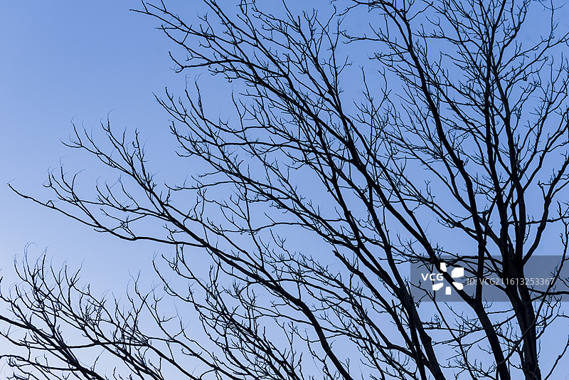 冬天的树冠 无叶树冠 抽象图案图片素材