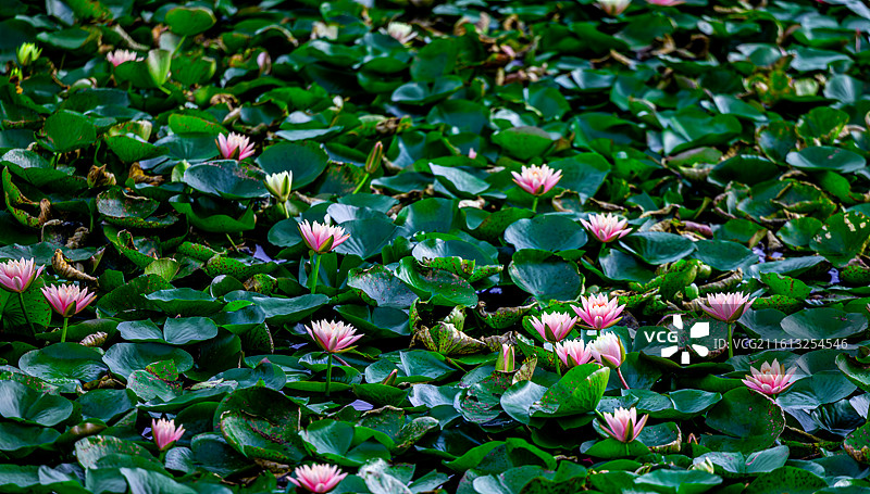 夏日池塘中盛开的粉色睡莲，绿色荷叶铺满水面，俯拍构图展现荷塘自然生态之美。图片素材