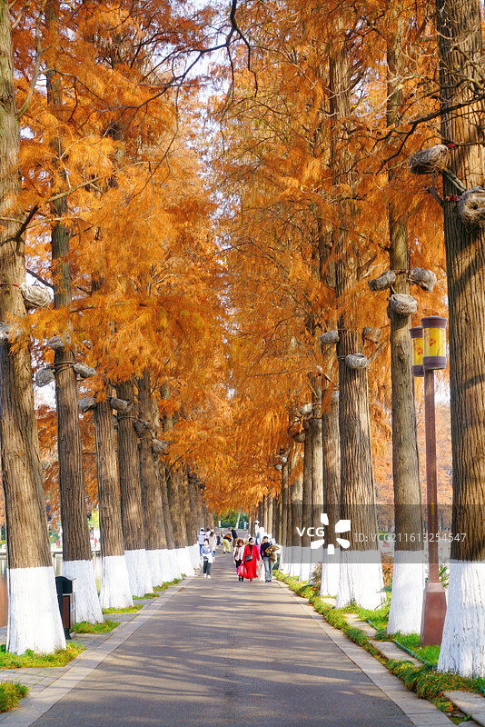 武汉东湖的杉树大道图片素材
