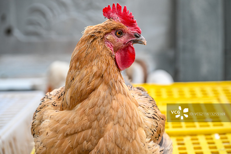 四川省绵阳市户外饲养公鸡，母鸡图片素材