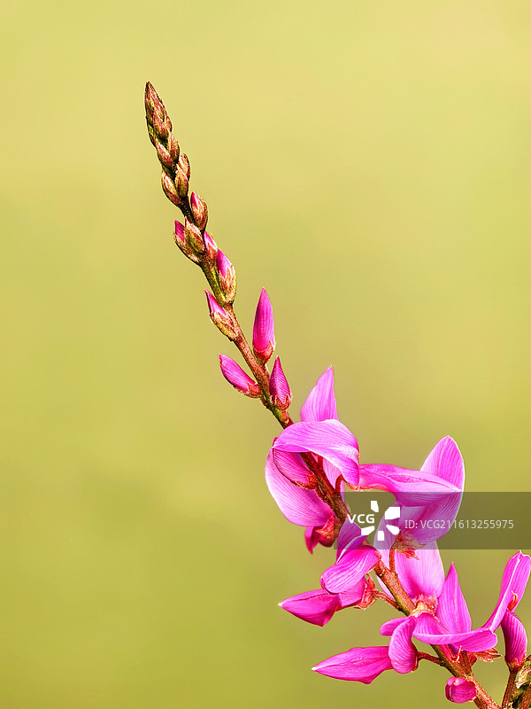 椭圆叶木蓝：枝头振翅的紫红蝶 椭圆叶木蓝的花序斜伸，紫红花瓣如群蝶振翅，未开的花蕾紧簇其上。图片素材