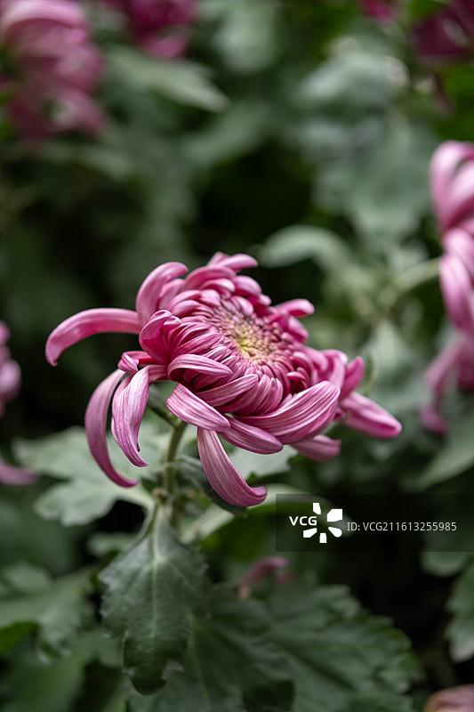 成都人民公园菊展图片素材