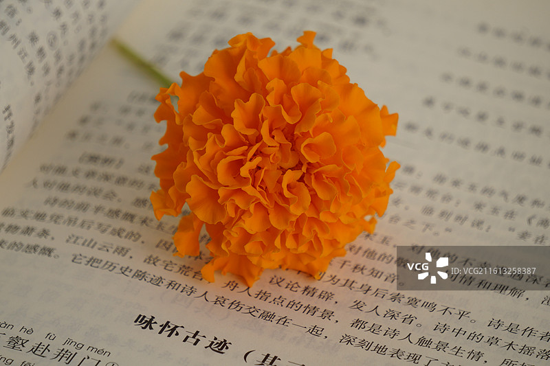书与菊花图片素材