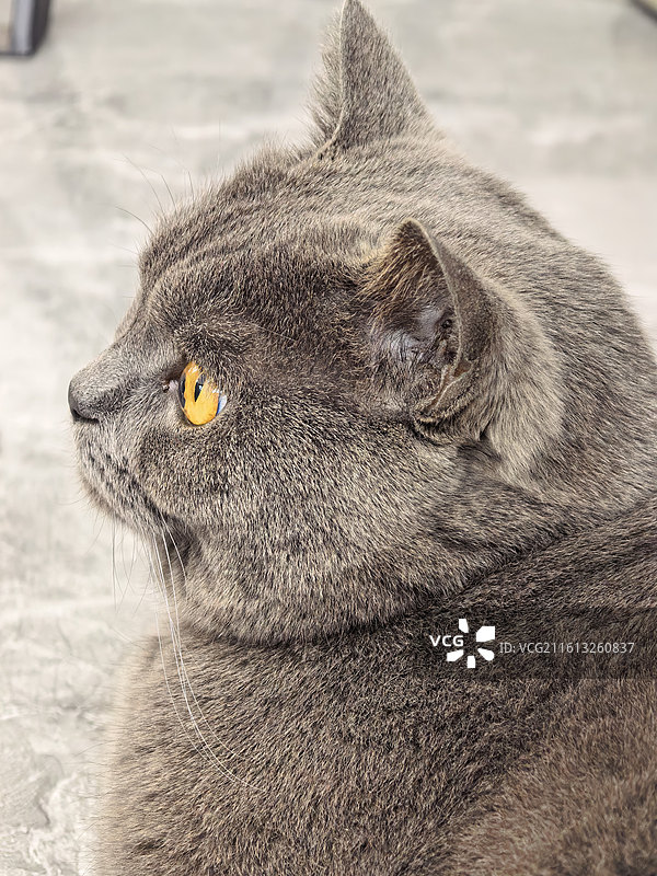 宠物猫特写图片素材