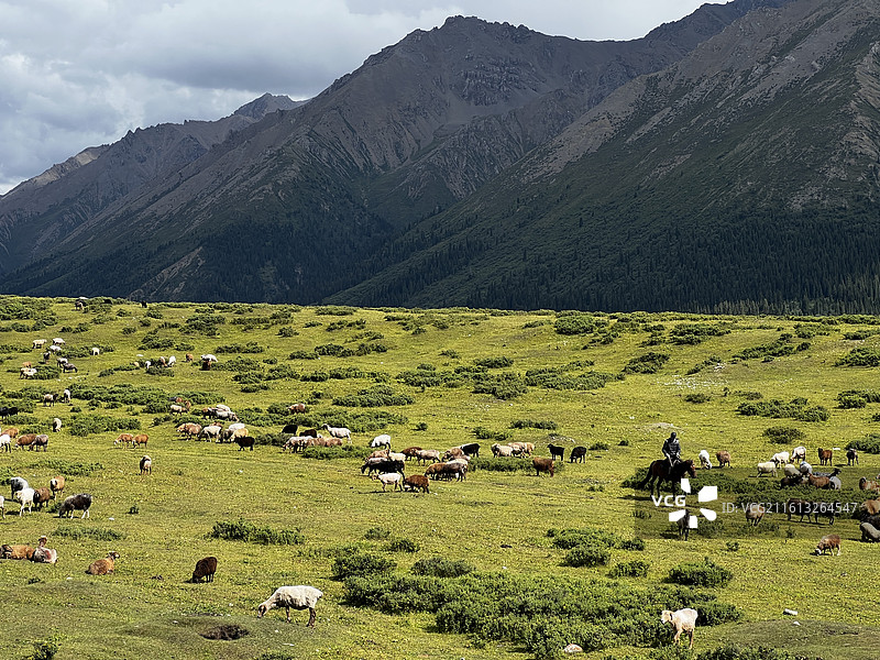 4K 实拍｜新疆伊犁-独库公路-西部那拉提蓝天白云下高山草甸上雪山下的牧群-吃草的牛群与连绵的山脉图片素材