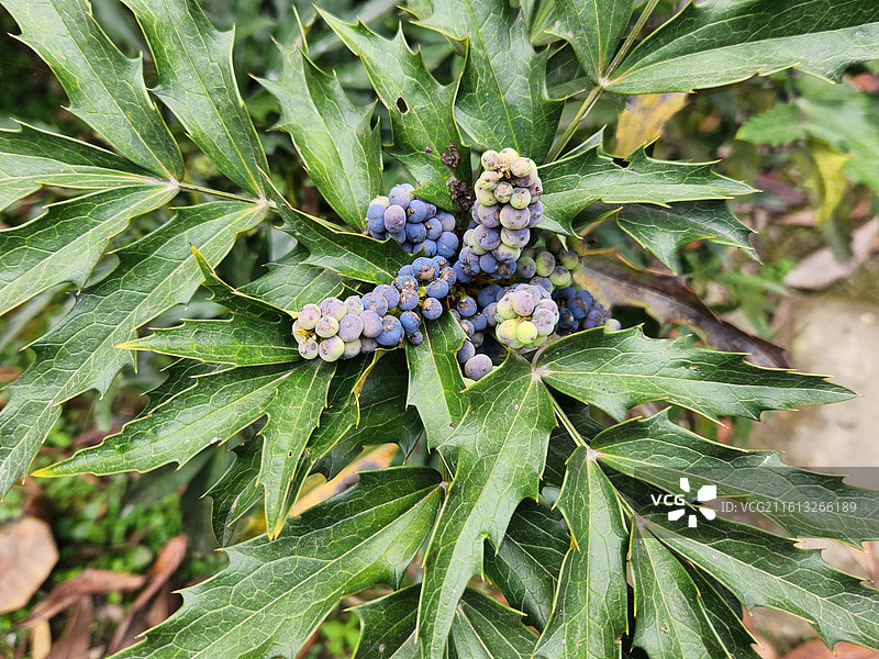 十大功劳图片素材