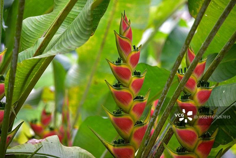 热带植物红苞花丛图片素材