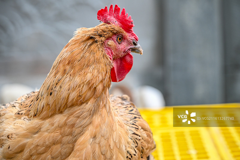 四川省绵阳市户外饲养公鸡，母鸡图片素材