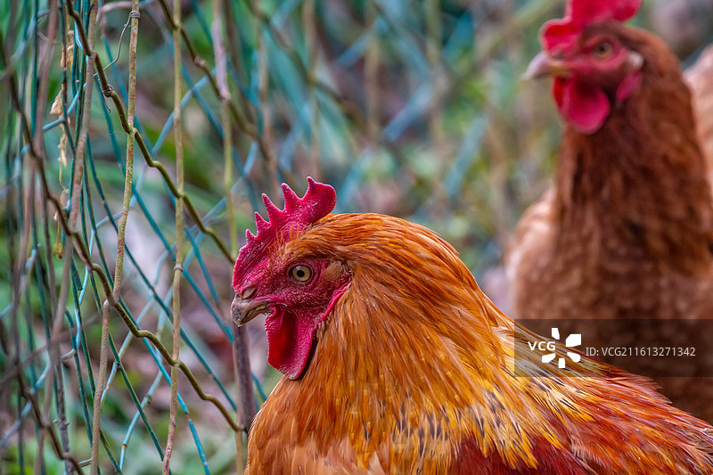四川省绵阳市户外饲养公鸡，母鸡图片素材