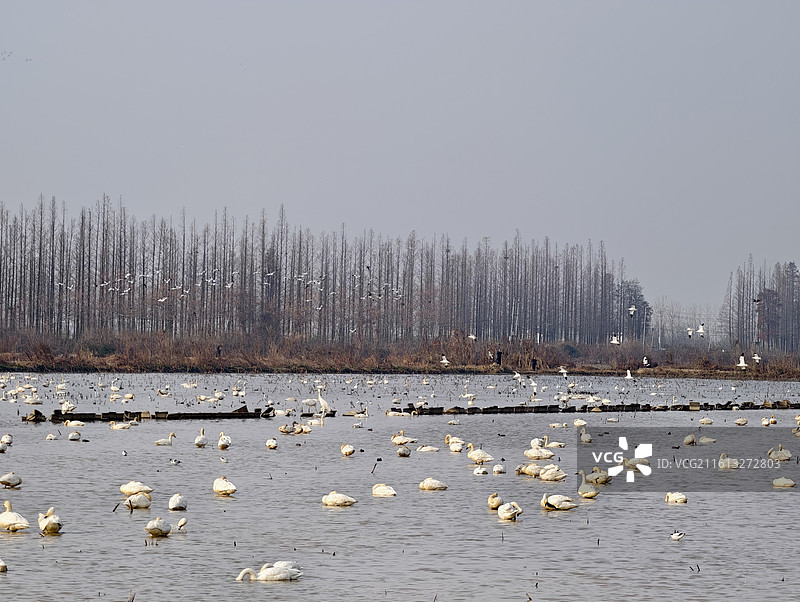 湖南岳阳·汨罗·洞庭湖·东古湖·观鸟图片素材