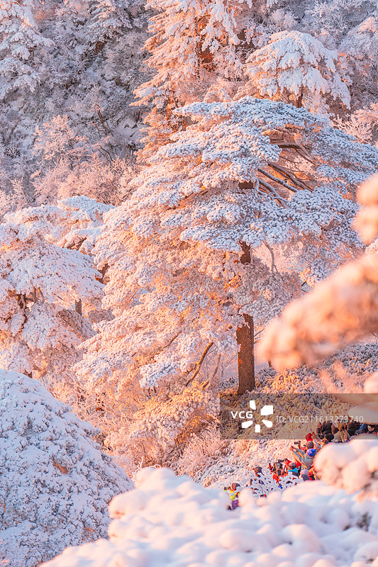 雪后黄山｜青松白首 石海生烟图片素材