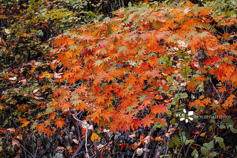 吉林长春三角龙湾枫叶图片素材