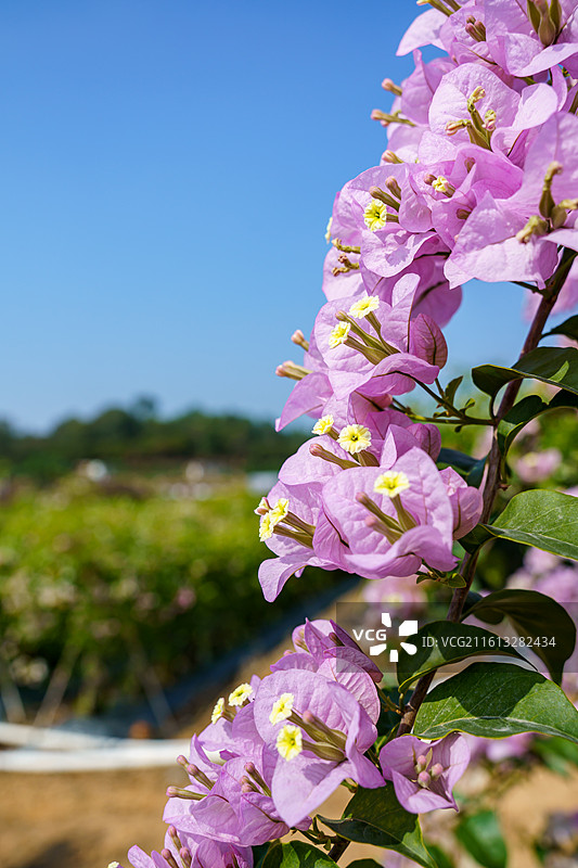 佛山南海官窑东风水库周边种植的多色三角梅图片素材