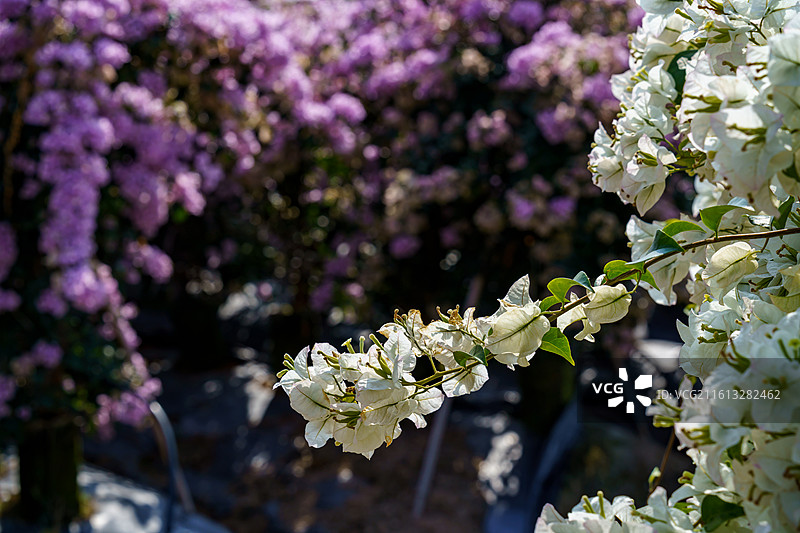 佛山南海官窑东风水库周边种植的多色三角梅图片素材