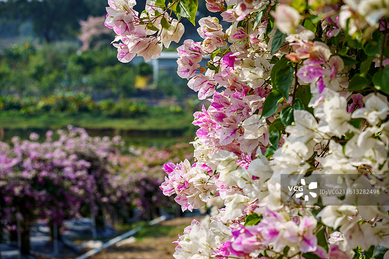 佛山南海官窑东风水库周边种植的多色三角梅图片素材