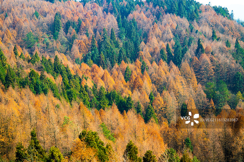 山王坪秋色图片素材