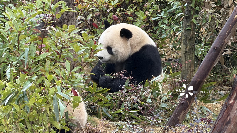 愤怒的熊猫图片素材