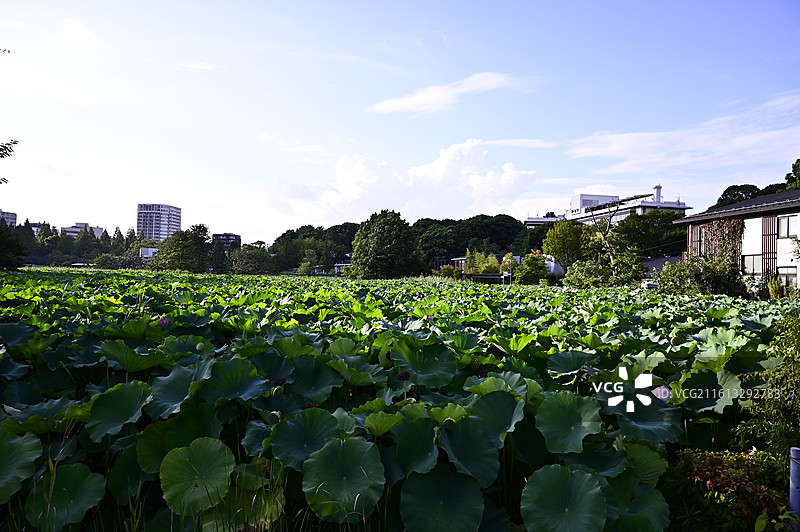 东京上野恩赐公园不忍池盛夏荷叶景观图片素材